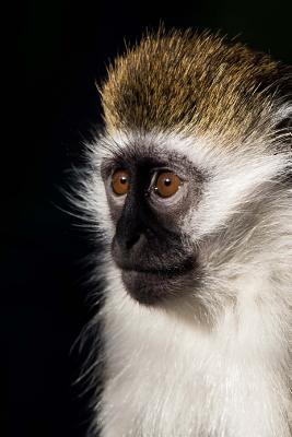 Download The Grivet Monkey Journal: 150 Page Lined Notebook/Diary -  file in ePub