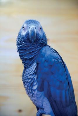 Full Download Parakeet Notebook & Journal. Productivity Work Planner & Idea Notepad: Brainstorm Thoughts, Self Discovery, To Do List - Sky Flyers file in PDF