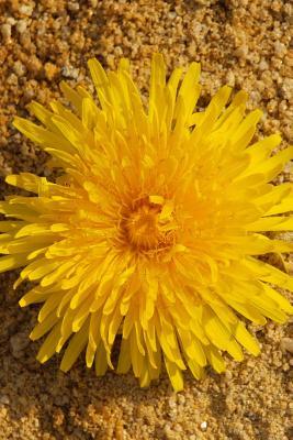 Download Yellow Dandelion Close-Up Journal: 150 Page Lined Notebook/Diary -  | ePub