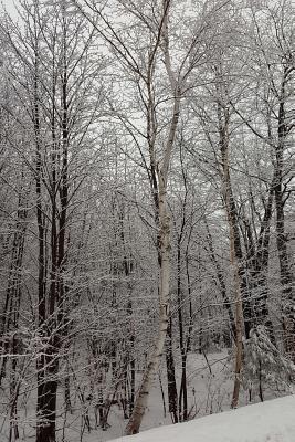 Full Download Scenic Winter Photo Journal Woods: (Notebook, Diary, Blank Book) -  | ePub