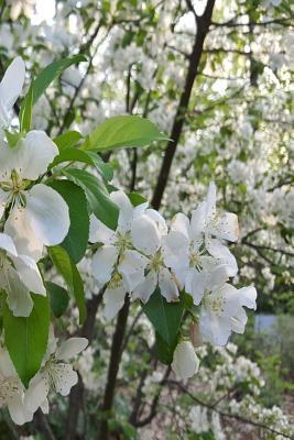 Full Download Springtime Journal Beautiful White Flowering Tree Branches: (Notebook, Diary, Blank Book) -  | ePub