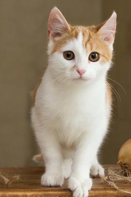 Read Online Red and White Kitty Cat Journal: 150 Page Lined Notebook/Diary -  file in ePub